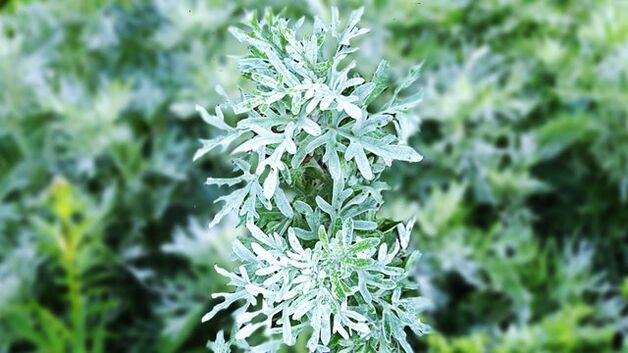 how to take wormwood for parasites