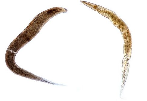 human parasites needle worms