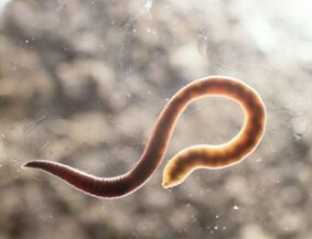 parasitic worm of humans