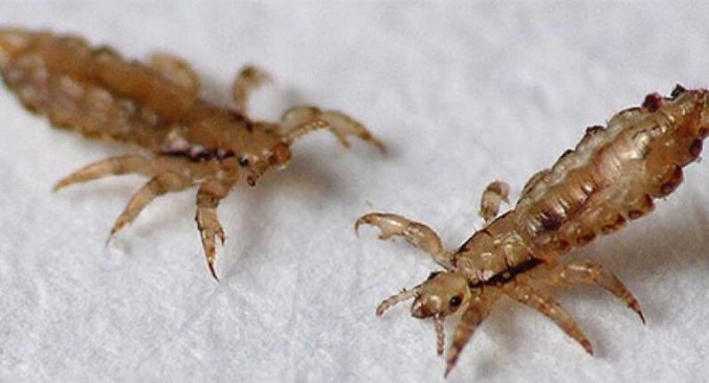 Head lice are the ectoparasites that cause head lice.