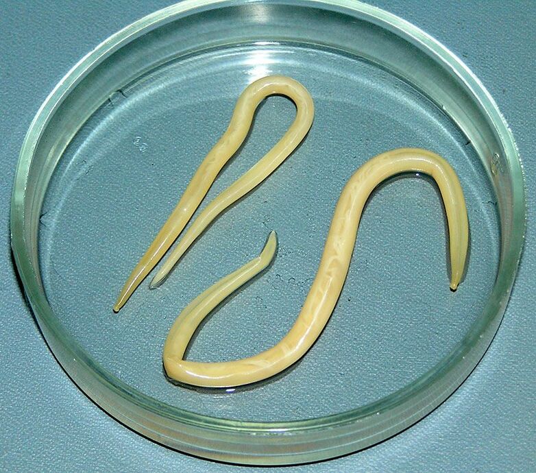 Roundworms that attack the human digestive system, lungs and heart